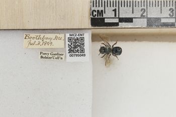 Media type: image;   Entomology 795049 Aspect: Labels